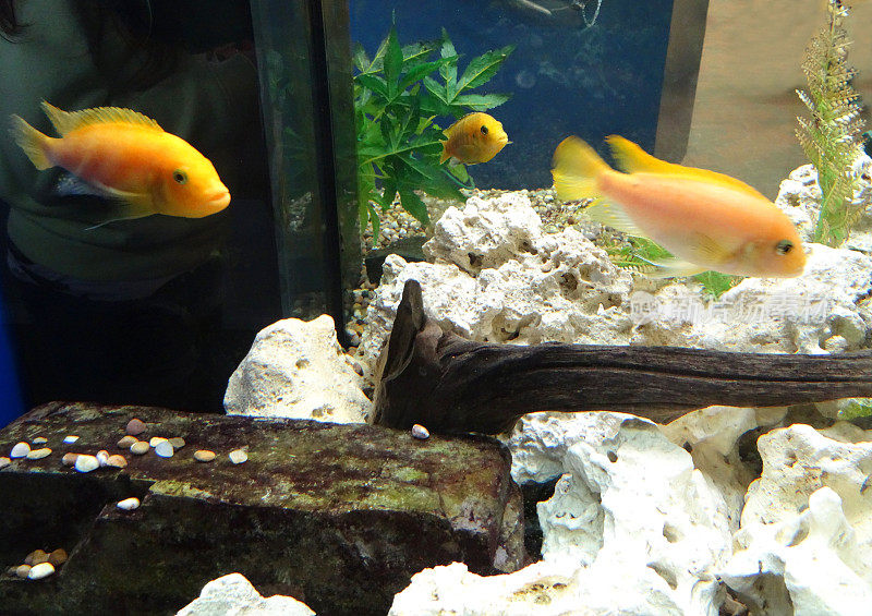 热带水族/淡水鱼缸图片，黄色雄马拉维慈鲷